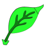 Parts of a Leaf Montessori