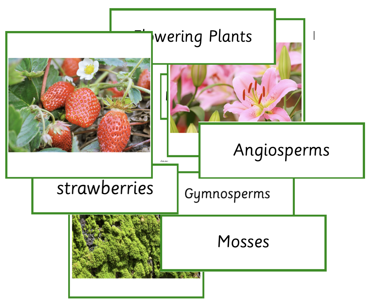 Montessori - Flowering and non-flowering plants